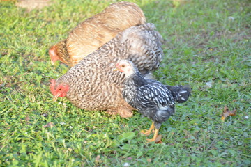 poule et poussin