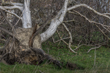 entwurzelter baum in der natur