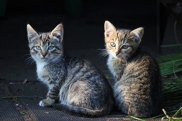 Two cute kittens, young cats looking forwards