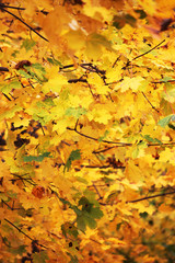 Naklejka na ściany i meble Yellow leafs abstract fall
