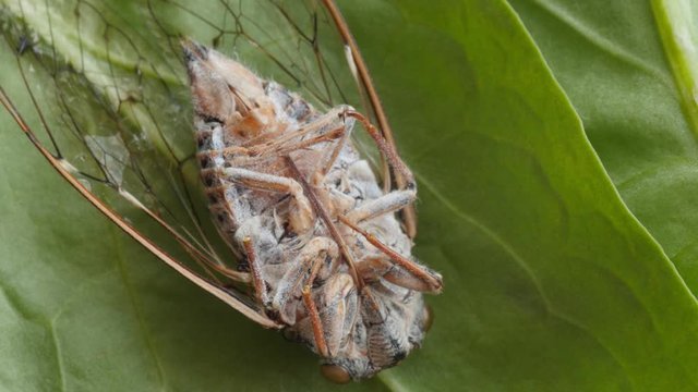 cicada, cicala, extreme macro shot, head