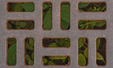 Shabby street rain grate with greens on the other side