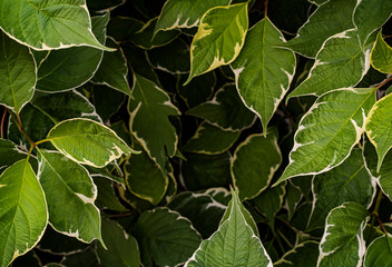 Shrub Cornus alba with bright leaves