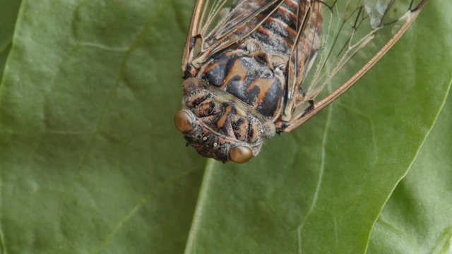 cicada, cicala, extreme macro shot, head