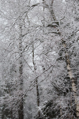 snowy birch on a foggy winter morning