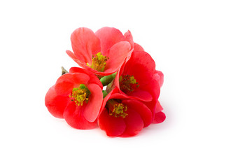 Fleurs de cognassier du Japon