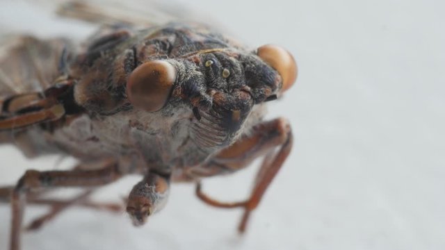 cicada, cicala, extreme macro shot, head