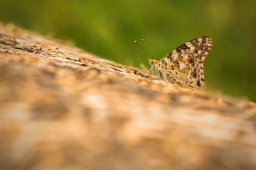 Painted lady butterfly with closed spotted wings sitting on brown haystack on a summer evening. Blurry green background.