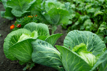 Head of white cabbage in the garden.