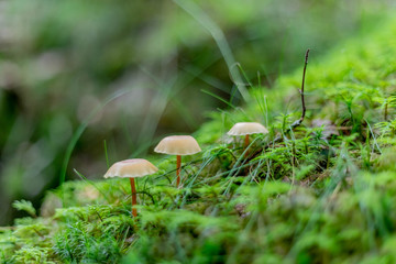 mushroom in grass