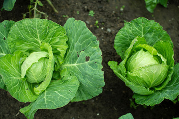 Fototapeta premium Head of white cabbage in the garden.