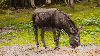 Osioł, osiołek © Dreamnordno