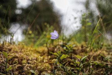One blue flower in the grass