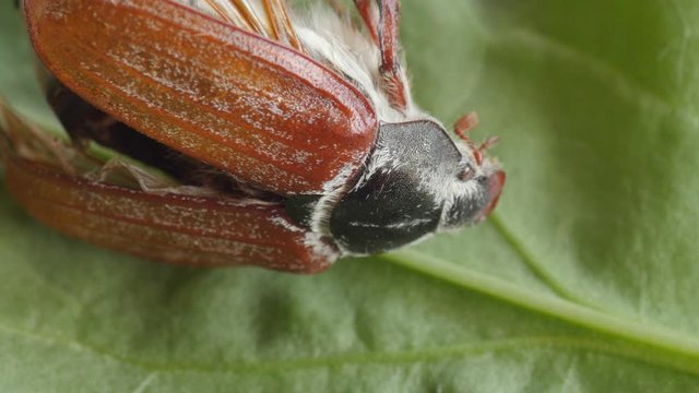 cockchafer, maybug, dumbledore, beetle extreme macro, head