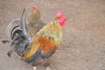 rooster on farm