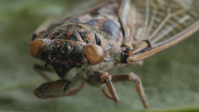 cicada, cicala, extreme macro shot, head
