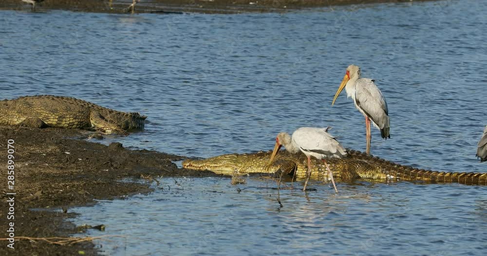 Poster Nile crocodile (Crocodylus niloticus) basking in shallow water with foraging yellow-billed storks, Kruger National Park, South Africa