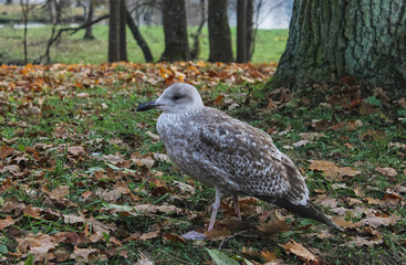 bird on the grass