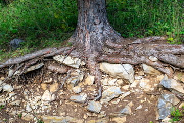 And on stones trees grow
