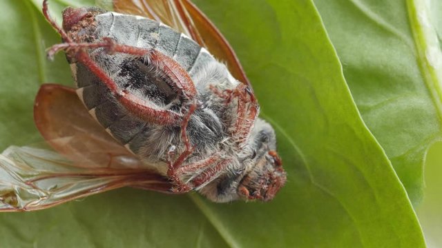 cicada, cicala, extreme macro shot, head