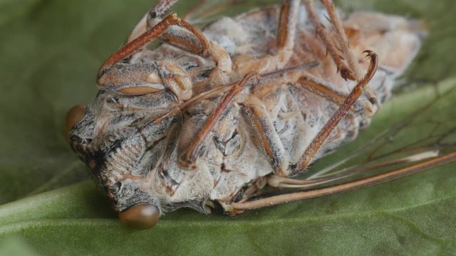 cicada, cicala, extreme macro shot, head