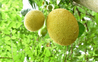 jack fruit growing hanging from branch on tree in farm