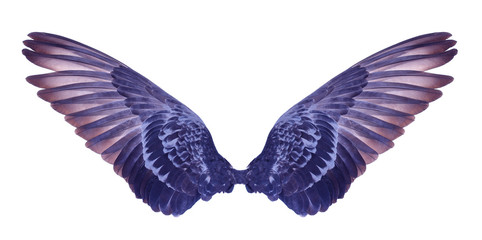 Plakat wings of bird on white background