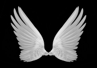 Naklejka na ściany i meble white wings of bird on black background
