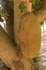 Closeup of huge jackfruit hanging in a tree ready for harvest. In Queensland, Australia.