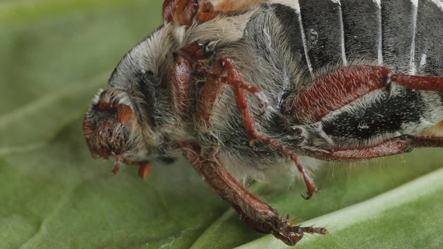 cockchafer, maybug, dumbledore, beetle extreme macro, head