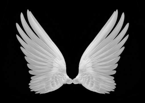 white wings of bird on black background