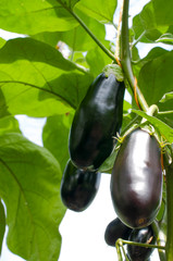 ripe natural eggplants in a greenhouse