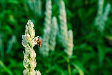 Justicia betonica (White Shrim Plant, Squirrel’ Tails) with bee
