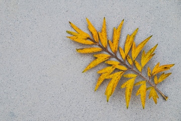 Yellow leaf on grey Terrazzo floor