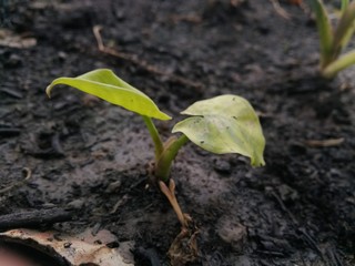 Plant
