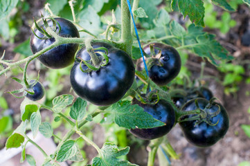 black delicious tomatoes in the private sector