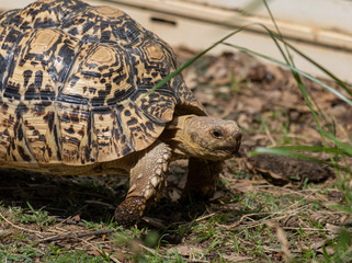 tortue boîte carolina