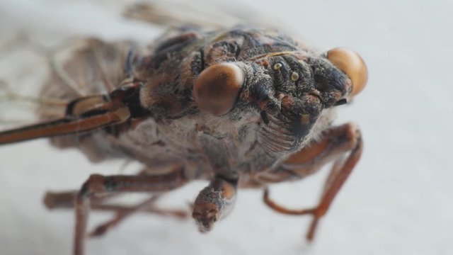 cicada, cicala, extreme macro shot, head