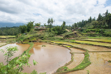 Fototapeta na wymiar Green and brown rice terrace fields in Tana Toraja, South Sulawesi, Indonesia 