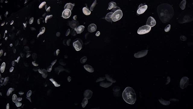 Swarm of Moon Jellyfish (Aurelia) on black.
