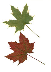 Collection beautiful colorful autumn leaves isolated on white background. Set of red, brown, green maple leaves