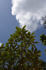Garden plants of tropical region. Plumeria tree against blue cloudy sky.