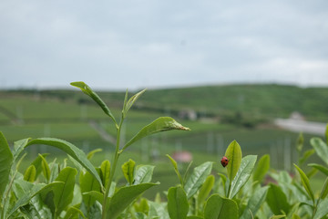 茶畑とてんとう虫