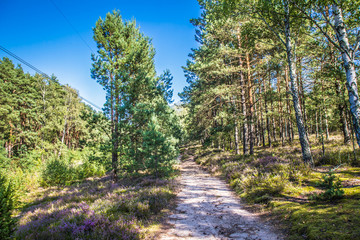 Common heather (Calluna vulgaris) blooming in a forest