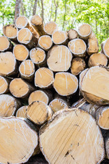 Fototapeta premium Group of cut wood lumber parawoodin forest