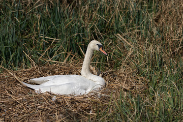 Mute swan sitting on nest