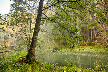 Autumn landscape. Morning foggy forest with yellow foliage, calm swamp river. Nature in Belarus