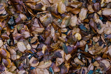 Colorful brown bronze wet autumn leaves. Natural toned background