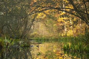 Autumn landscape at sunny day. Morning forest with yellow foliage, calm swamp river. Nature in Belarus