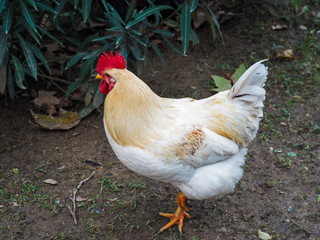 one white rooster 